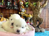 Mükemmel Kalitede Samoyed Bebekler Için Acele Edin