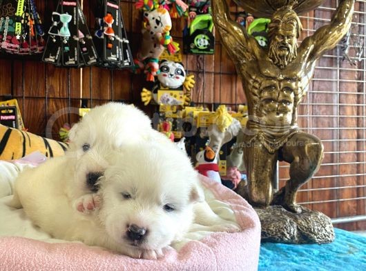 Mükemmel Kalitede Samoyed Bebekler Için Acele Edin görsel