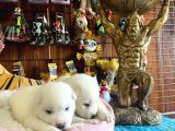 Mükemmel Kalitede Samoyed Bebekler Için Acele Edin