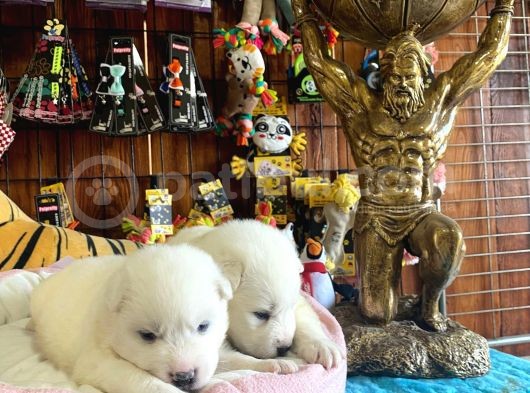 Mükemmel Kalitede Samoyed Bebekler Için Acele Edin görsel