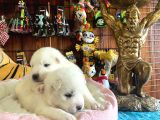Ayi̇ Yavrusu Samoyed A Kali̇te Irk