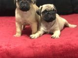 A Kali̇te Pug Mops Bebekler