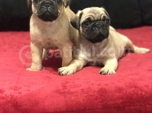 A Kali̇te Pug Mops Bebekler görsel