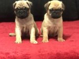 A Kali̇te Pug Mops Bebekler