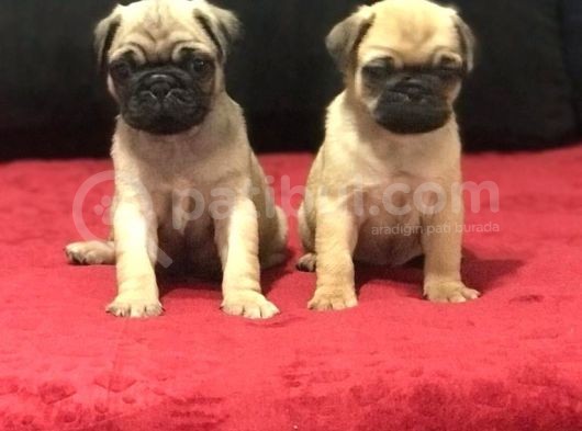A Kali̇te Pug Mops Bebekler görsel