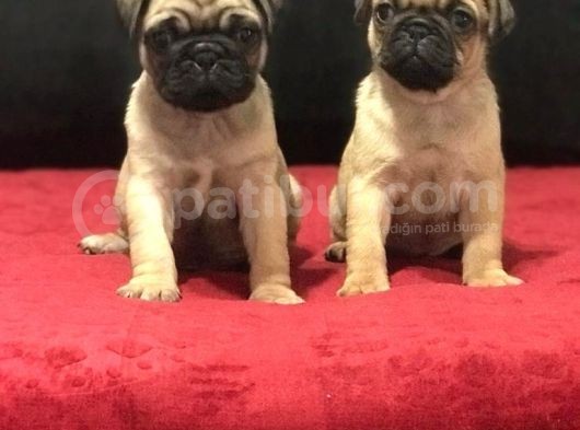 A Kali̇te Pug Mops Bebekler