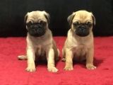 A Kali̇te Pug Mops Bebekler