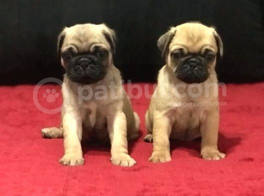 A Kali̇te Pug Mops Bebekler görsel