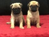 A Kali̇te Pug Mops Bebekler