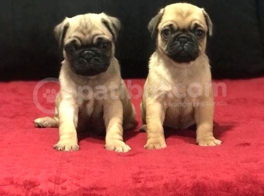 A Kali̇te Pug Mops Bebekler görsel