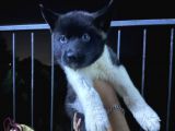 Dev American Akita Yavrular