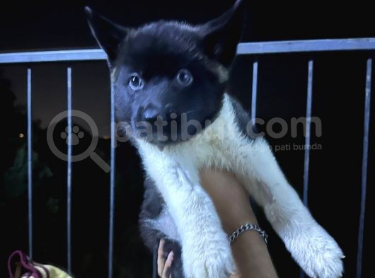 Dev American Akita Yavrular