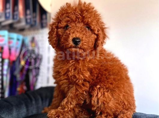 Koyu Red Brown Toy Yavrular görsel