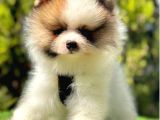 Tilki Surat Pomeranian Yavru