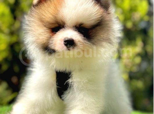 Tilki Surat Pomeranian Yavru görsel