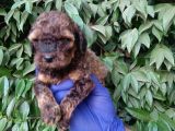 Nadi̇r Bulunan Sable Red Poodle Yavrularimiz