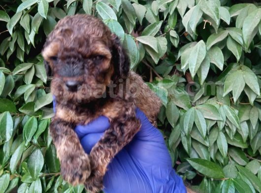 Nadi̇r Bulunan Sable Red Poodle Yavrularimiz görsel