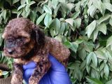 Nadi̇r Bulunan Sable Red Poodle Yavrularimiz