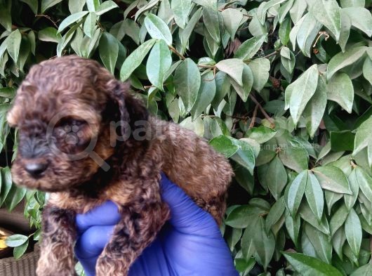 Nadi̇r Bulunan Sable Red Poodle Yavrularimiz görsel