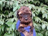 Nadi̇r Bulunan Sable Red Poodle Yavrularimiz