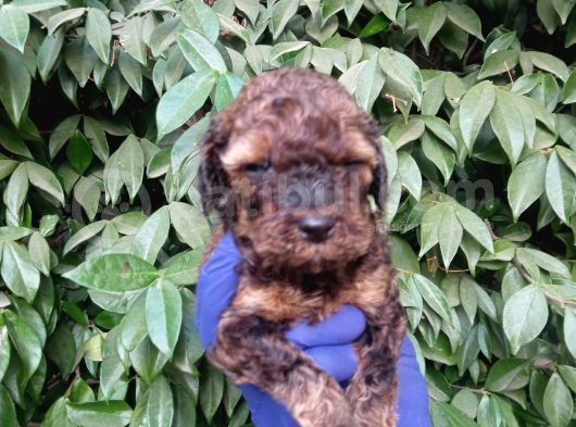 Nadi̇r Bulunan Sable Red Poodle Yavrularimiz görsel