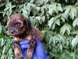 NADİR BULUNAN SABLE RED POODLE YAVRULARIMIZ