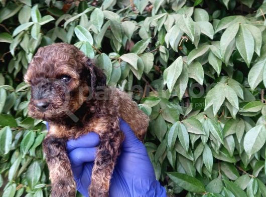 Nadi̇r Bulunan Sable Red Poodle Yavrularimiz