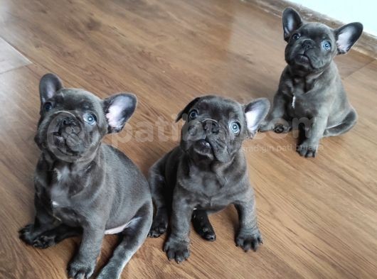 Blue Fransız Buldog Mavi Gözlü Bebekler görsel