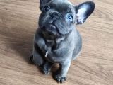 Blue Fransız Buldog Mavi Gözlü Bebekler