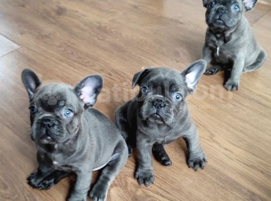 Blue Fransız Buldog Mavi Gözlü Bebekler görsel
