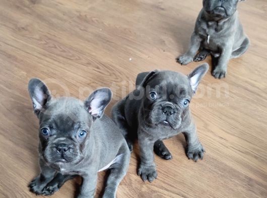 Blue Fransız Buldog Mavi Gözlü Bebekler