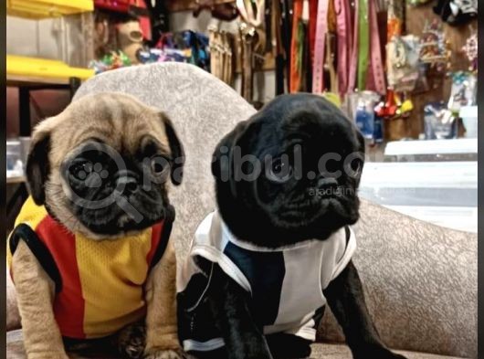 Pug Yavrularımız görsel