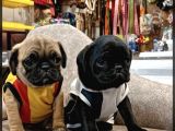 Pug yavrularımız