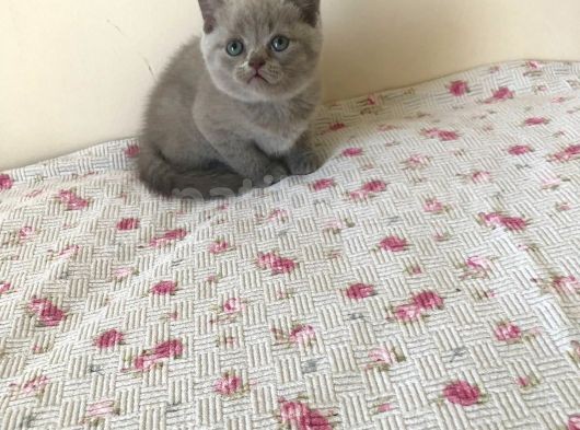 Güzel Kızımızın Çok Güzel Yavruları