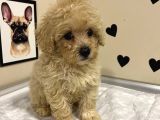 MİNİK BOY MALTİPOO LAR SADECE ARON PETSHOP DA