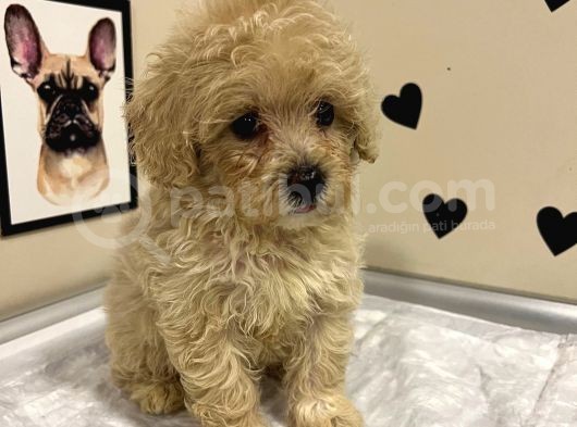 Mi̇ni̇k Boy Malti̇poo Lar Sadece Aron Petshop Da