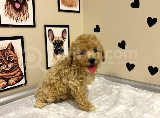 Mi̇ni̇k Boy Malti̇poo Lar Sadece Aron Petshop Da görsel