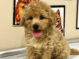 Mi̇ni̇k Boy Malti̇poo Lar Sadece Aron Petshop Da