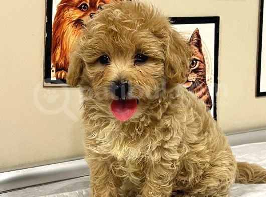 Mi̇ni̇k Boy Malti̇poo Lar Sadece Aron Petshop Da görsel