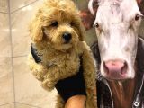 Mi̇ni̇k Boy Malti̇poo Lar Sadece Aron Petshop Da