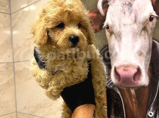 Mi̇ni̇k Boy Malti̇poo Lar Sadece Aron Petshop Da görsel