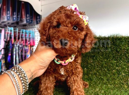 Rengiyle Kendine Hayran Bırakan  Toy Poodle 