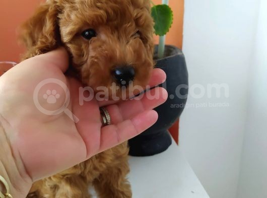 Tarçının Bebişleri görsel