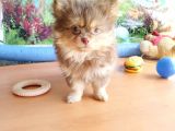Anne Altından En Güzel Mini Pomeranian Yavrularımız