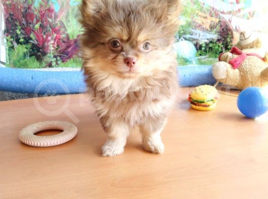 Anne Altından En Güzel Mini Pomeranian Yavrularımız görsel