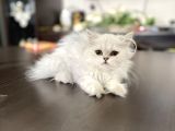 fazla güzel longhair kızımız