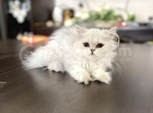 Fazla Güzel Longhair Kızımız