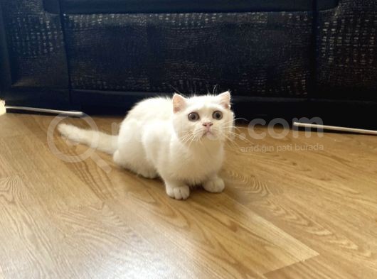 Fazla Yakışıklı Straight Oğlumuz