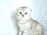 Muhteşem Kalite Silver Scottish Fold