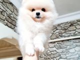 Orji̇nal Kar Beyaz Pomerani̇an Boo Yavrularimiz